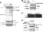 NEDD8 Antibody in Western Blot (WB)