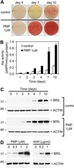 Actin Antibody in Western Blot (WB)