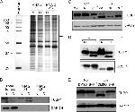 SRSF1 Antibody in Western Blot (WB)