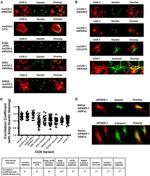 COX1 Antibody in Immunocytochemistry (ICC/IF)