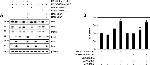 PSMB10 Antibody in Western Blot (WB)