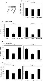 THRA/THRB Antibody in Western Blot (WB)