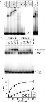 THRA/THRB Antibody in Gel Shift (GS)