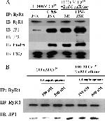 Calsequestrin Antibody in Western Blot (WB)