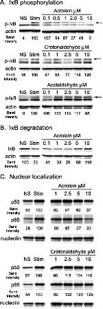 Phospho-IkB alpha (Ser32, Ser36) Antibody in Western Blot (WB)