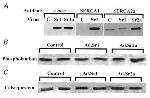 Calsequestrin Antibody in Western Blot (WB)