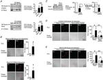 RhoA Antibody in Western Blot, Immunoprecipitation (WB, IP)