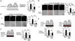 Phospho-Paxillin (Tyr118) Antibody in Western Blot (WB)