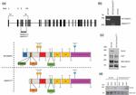 beta Catenin Antibody in Western Blot (WB)