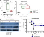 TLR3 Antibody in Flow Cytometry (Flow)