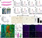 ZO-1 Antibody in Immunocytochemistry (ICC/IF)