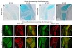 Collagen II Antibody in Immunocytochemistry, Immunohistochemistry (ICC/IF, IHC)