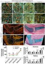 Collagen II Antibody in Immunocytochemistry (ICC/IF)