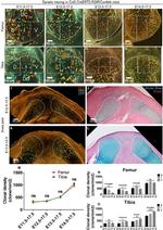 Collagen II Antibody in Immunocytochemistry (ICC/IF)