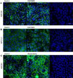 NPC1L1 Antibody in Immunocytochemistry (ICC/IF)