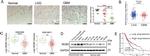 MOB2 Antibody in Western Blot, Immunohistochemistry (WB, IHC)