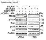 MOB2 Antibody in Western Blot (WB)