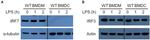 IRF7 Antibody in Western Blot (WB)