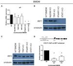 IRF7 Antibody in Western Blot (WB)