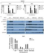 IRF7 Antibody in Western Blot (WB)