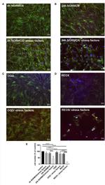 ZO-1 Antibody in Immunocytochemistry (ICC/IF)