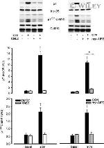 Triadin Antibody in Western Blot (WB)