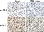 Phospho-ERK1/ERK2 (Thr202, Tyr204) Antibody in Immunohistochemistry (IHC)