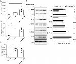 TLR4 Antibody in Western Blot (WB)