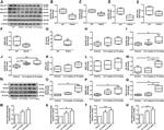 HMOX1 Antibody in Western Blot (WB)