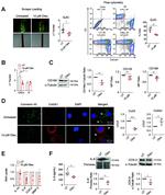 Collagen II Antibody in Immunocytochemistry (ICC/IF)