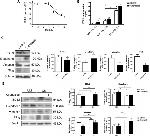 EDIL3 Antibody in Western Blot (WB)