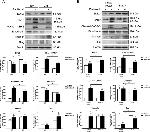 EDIL3 Antibody in Western Blot (WB)