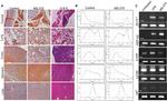 SLC5A5 Antibody in Immunohistochemistry (IHC)