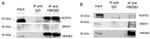 XTP4 Antibody in Western Blot (WB)