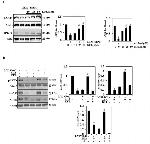 AKT Pan Antibody in Western Blot (WB)