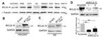 Bcl-B Antibody in Western Blot (WB)