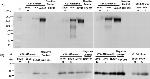 CEA Antibody in Western Blot (WB)