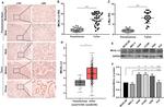 MICALL2 Antibody in Western Blot, Immunohistochemistry (WB, IHC)