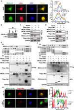 MICALL2 Antibody in Western Blot (WB)