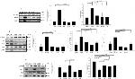 SCD Antibody in Western Blot (WB)