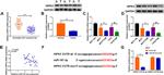 HIPK3 Antibody in Western Blot (WB)