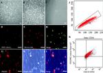 CD34 Antibody in Flow Cytometry (Flow)