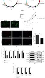 eIF2 gamma Antibody in Western Blot (WB)