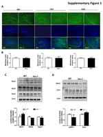 OPA1 Antibody in Western Blot (WB)