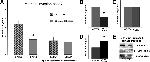 Annexin A2 Antibody in Neutralization (Neu)