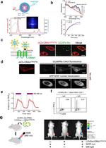 CD4 Antibody in Flow Cytometry (Flow)