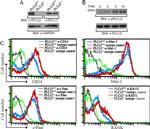 CD265 (RANK) Antibody in Flow Cytometry (Flow)