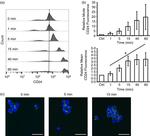 CD24 Antibody in Immunocytochemistry, Flow Cytometry (ICC/IF, Flow)