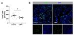 CD45 Antibody in Immunohistochemistry (IHC)