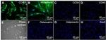 CD45 Antibody in Immunocytochemistry (ICC/IF)